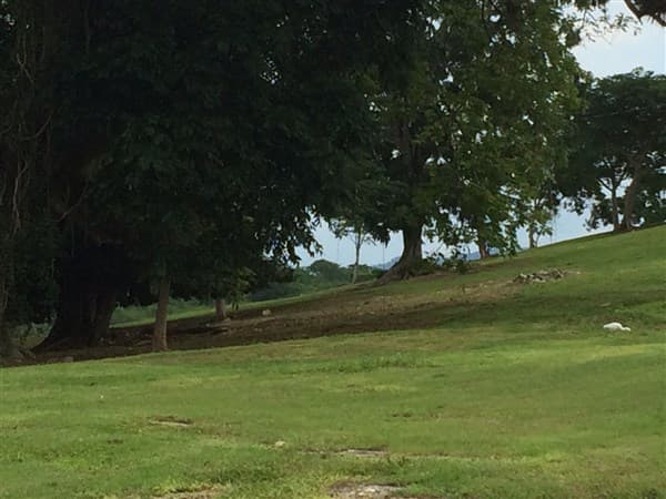 Shade trees over the eastern lawns